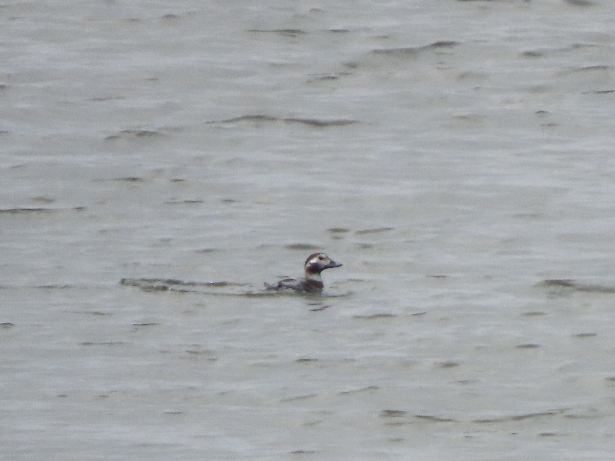 Long-tailed Duck - ML611885454