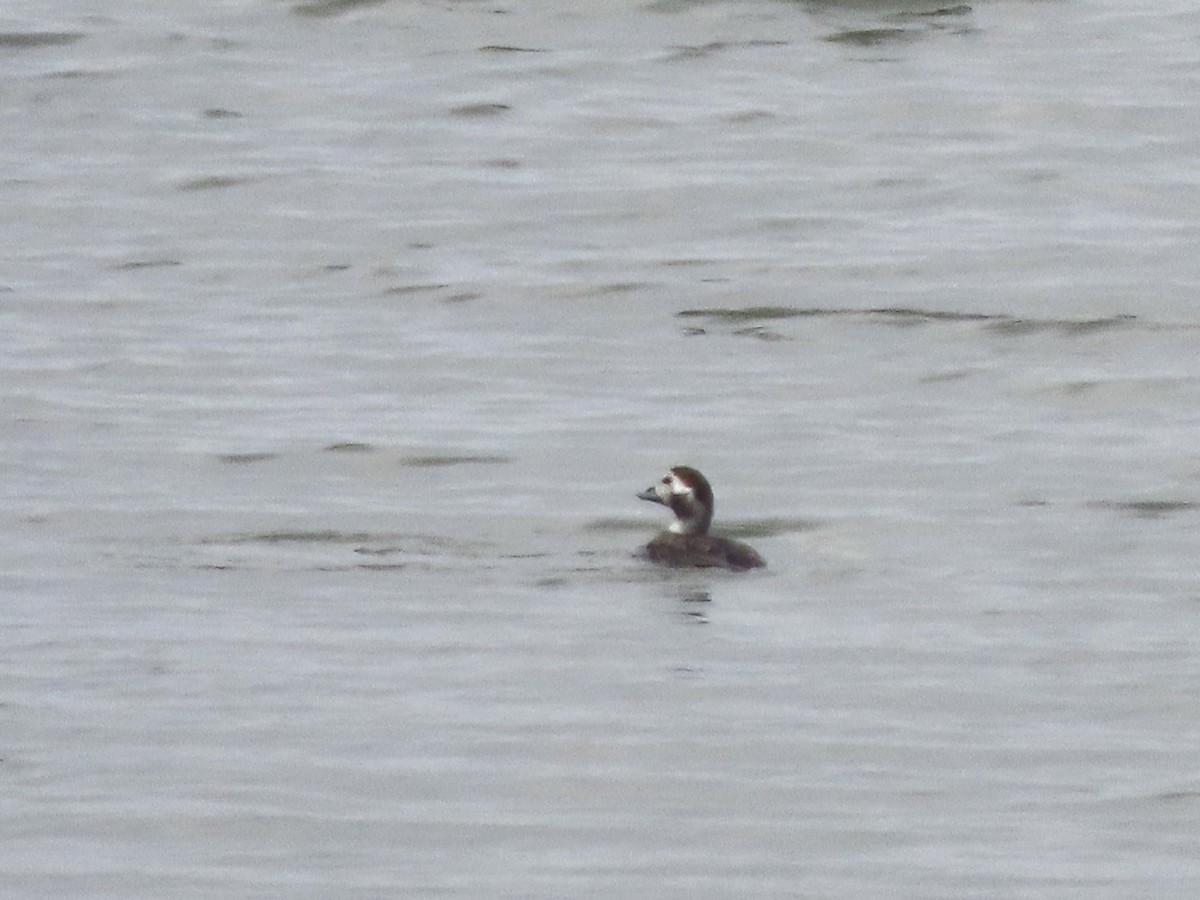 Long-tailed Duck - ML611885456