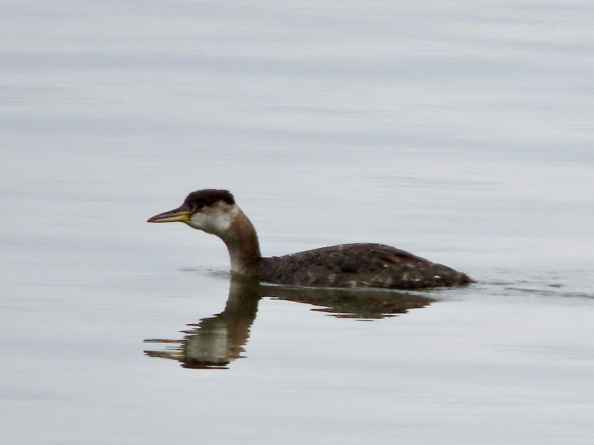Red-necked Grebe - ML611885523