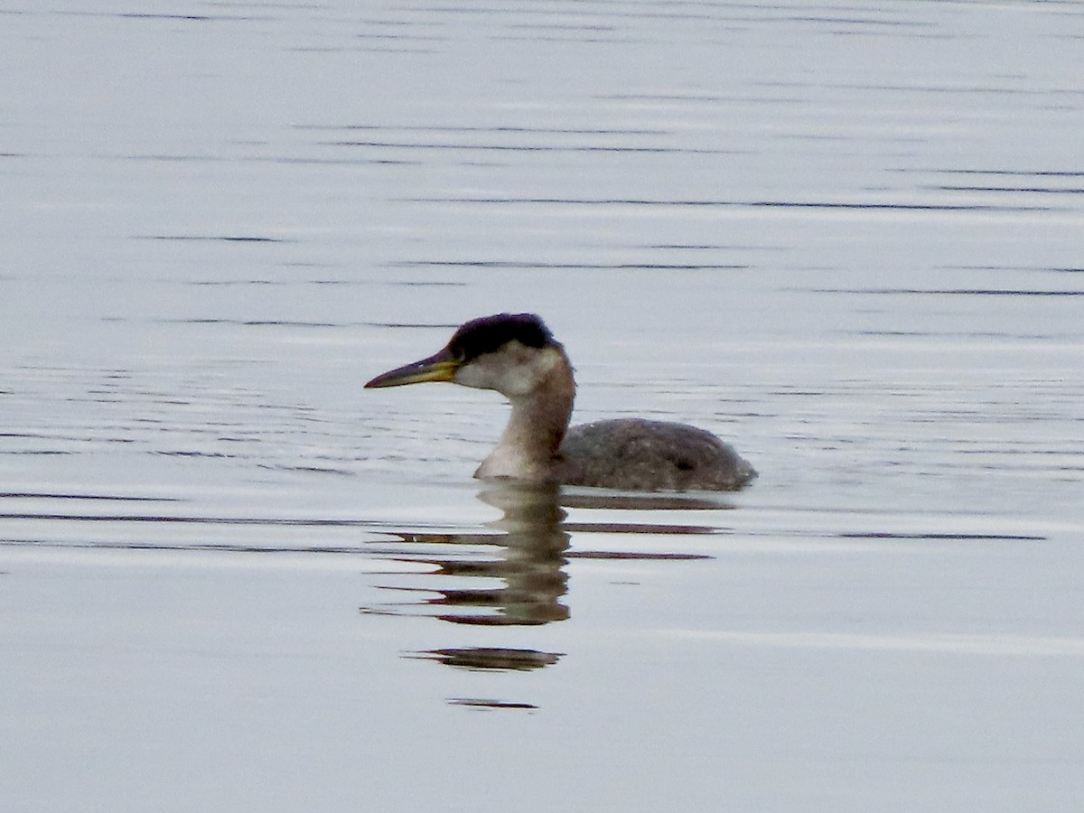 Red-necked Grebe - ML611885524