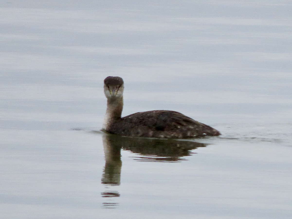 Red-necked Grebe - ML611885525
