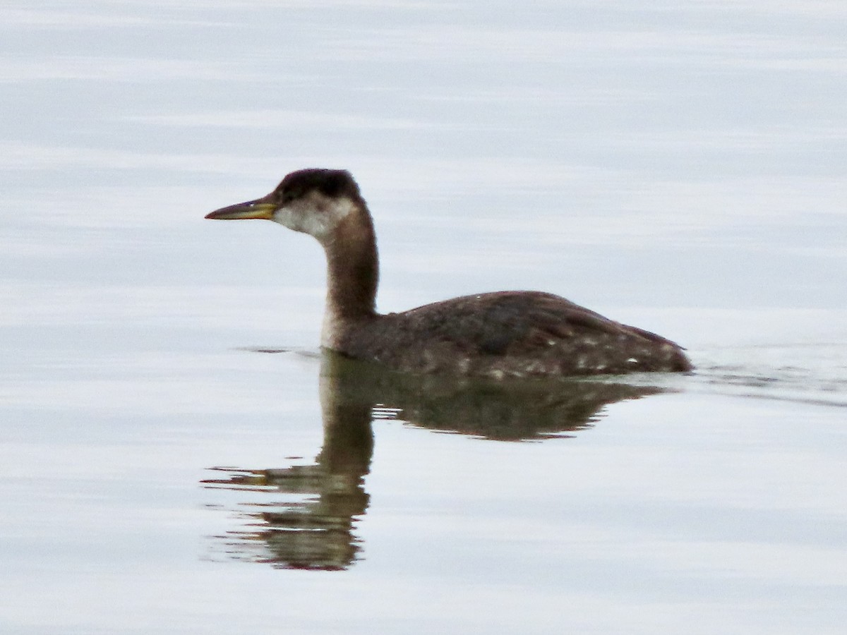 Red-necked Grebe - ML611885527