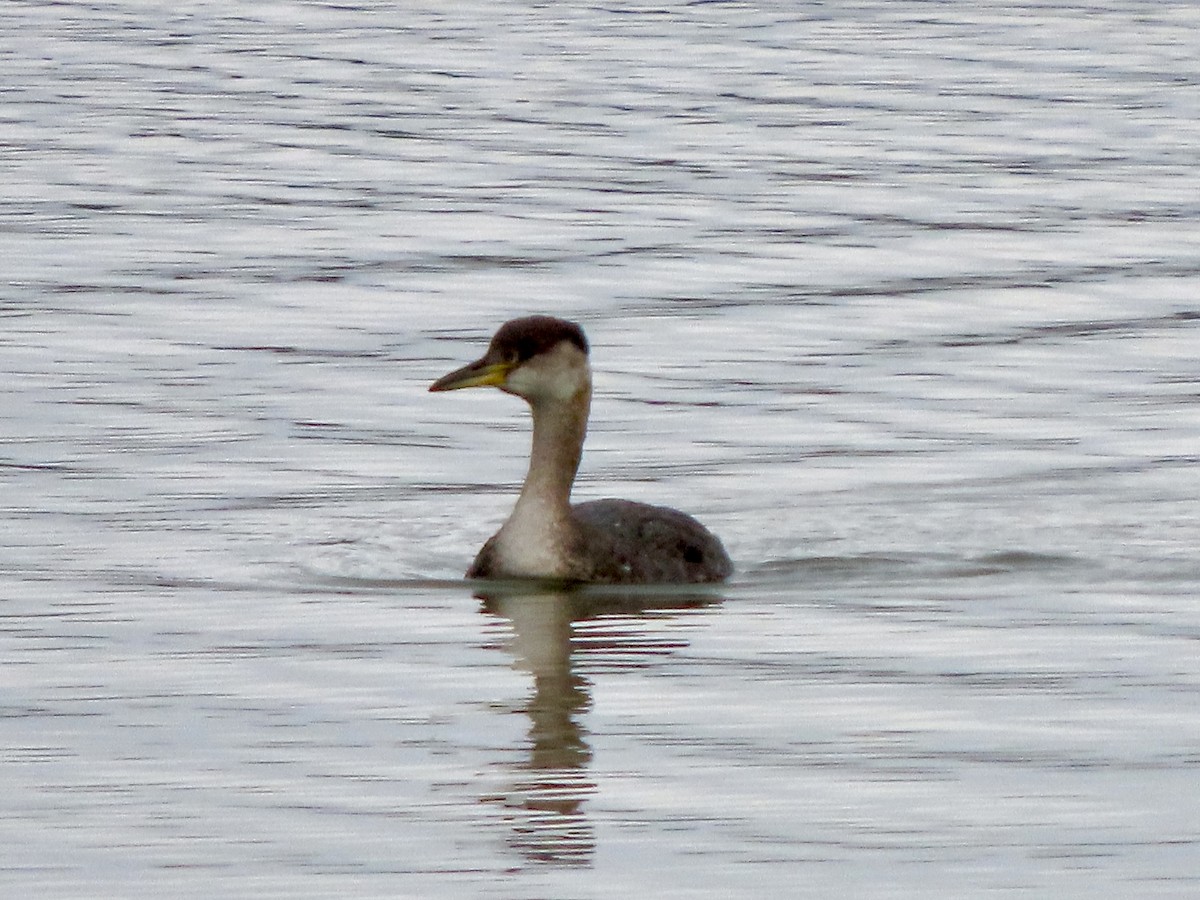 Red-necked Grebe - ML611885528