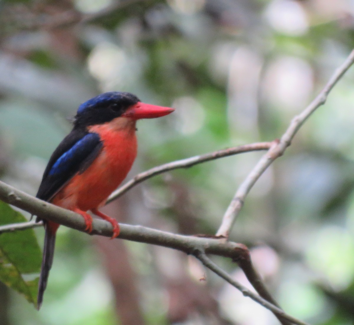 Red-breasted Paradise-Kingfisher - ML611885669