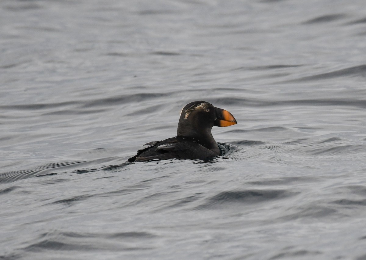 Tufted Puffin - ML611885725
