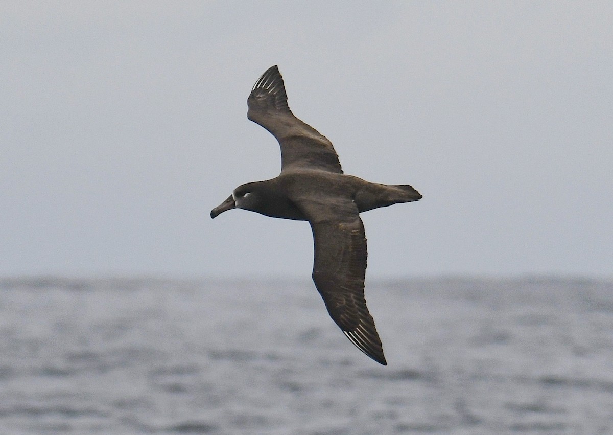 Black-footed Albatross - ML611885726