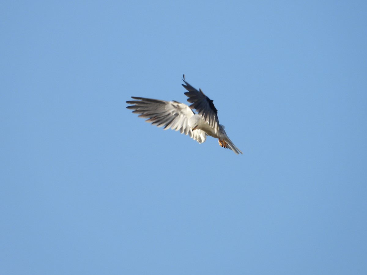 White-tailed Kite - Marcos Saldivar Montalbetti CON