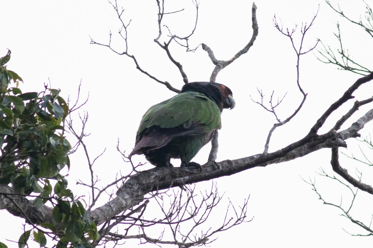 Imperial Parrot - ML611886293