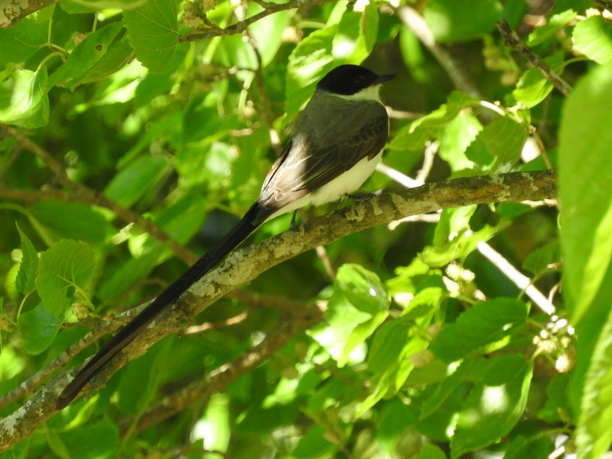 Fork-tailed Flycatcher - Enrique Chiurla
