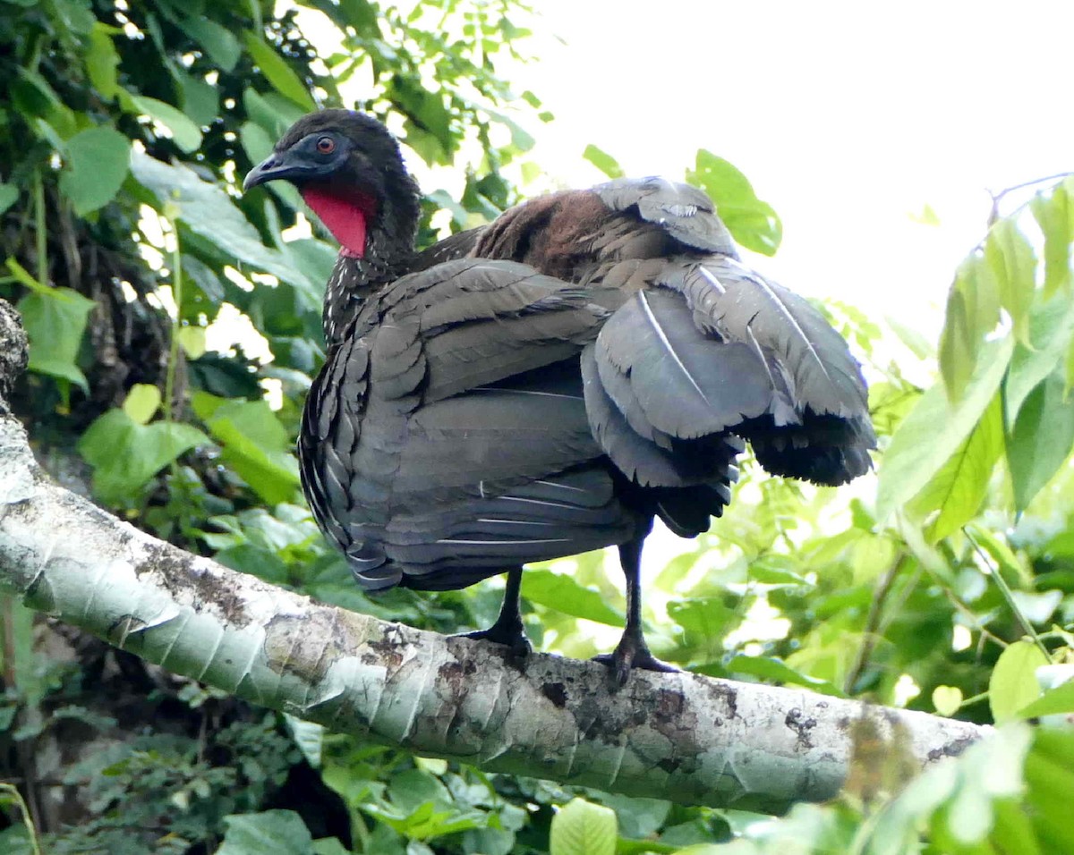 Crested Guan - ML611886476