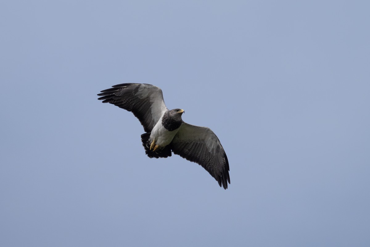 Black-chested Buzzard-Eagle - ML611886517