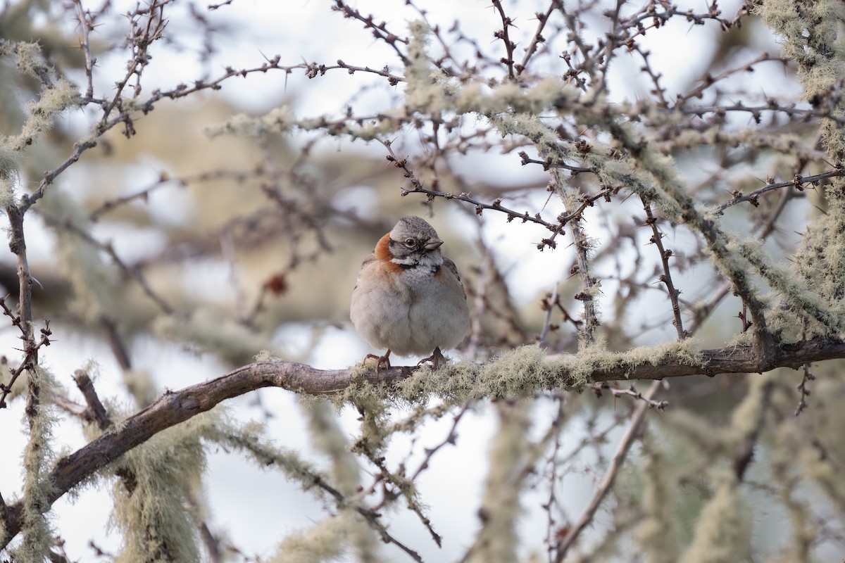 Rufous-collared Sparrow (Patagonian) - Charles Thomas