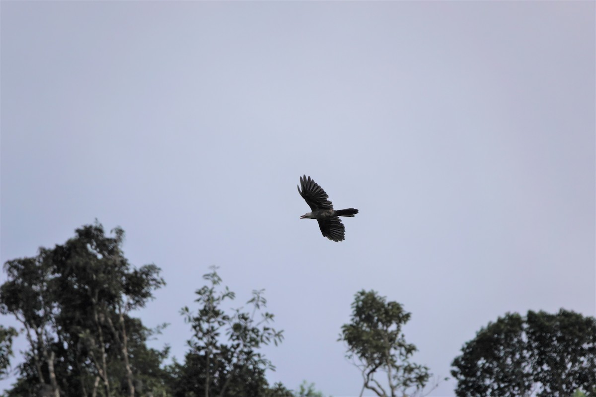 Новогвинейская ворона - ML611886825