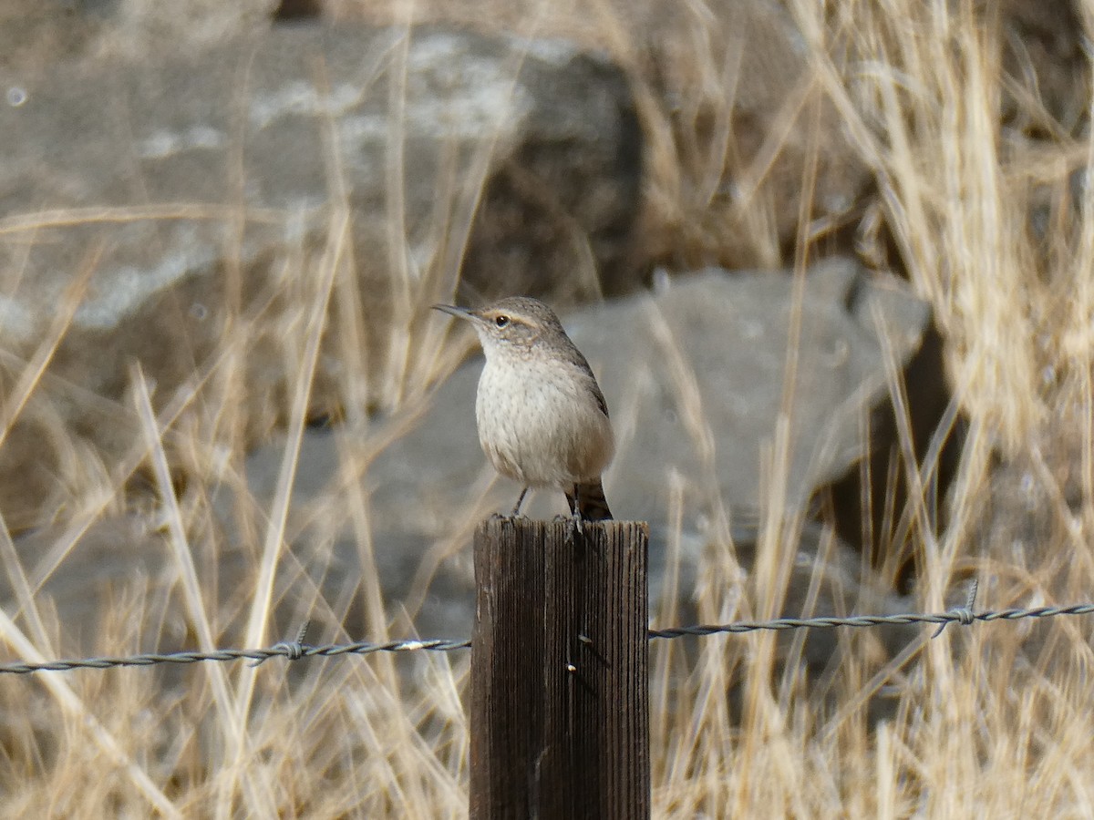 Rock Wren - ML611886882