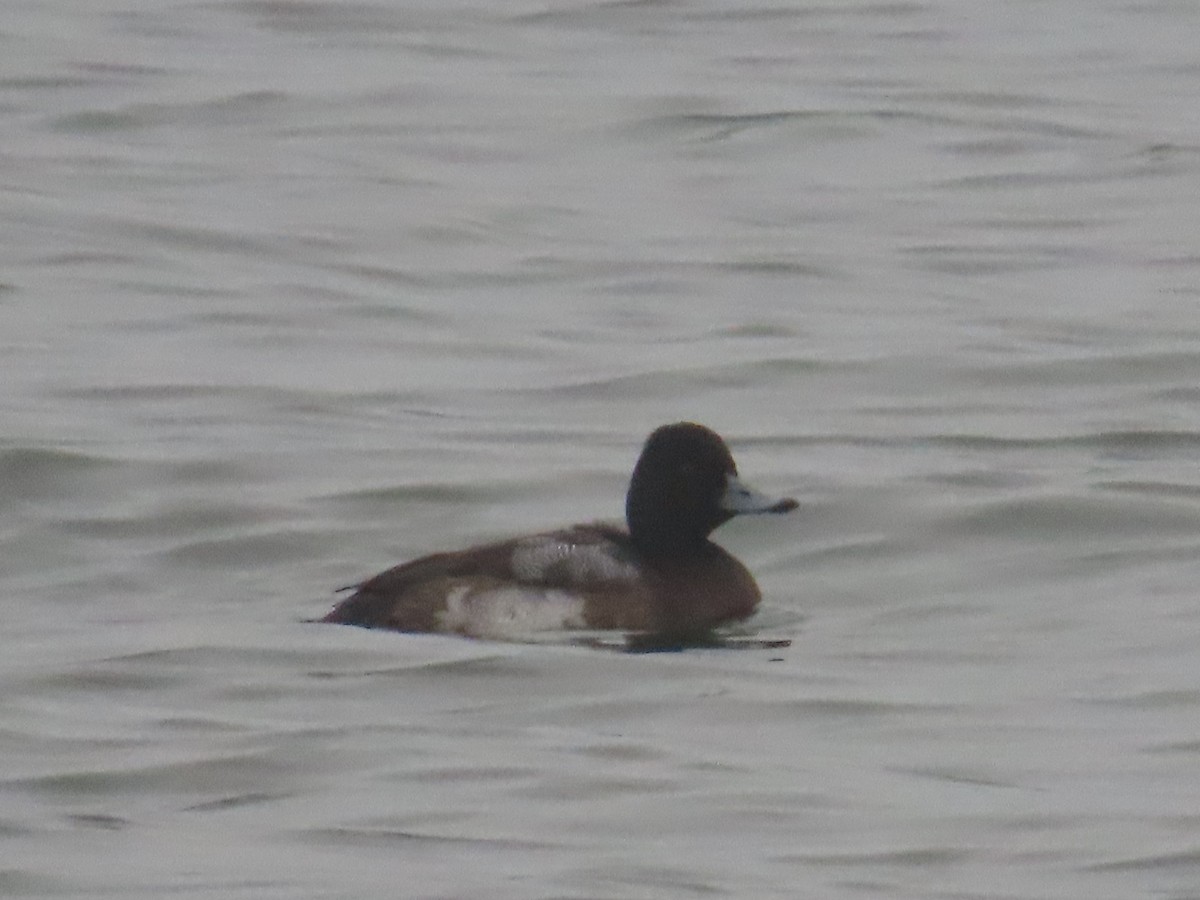 Greater Scaup - ML611886911