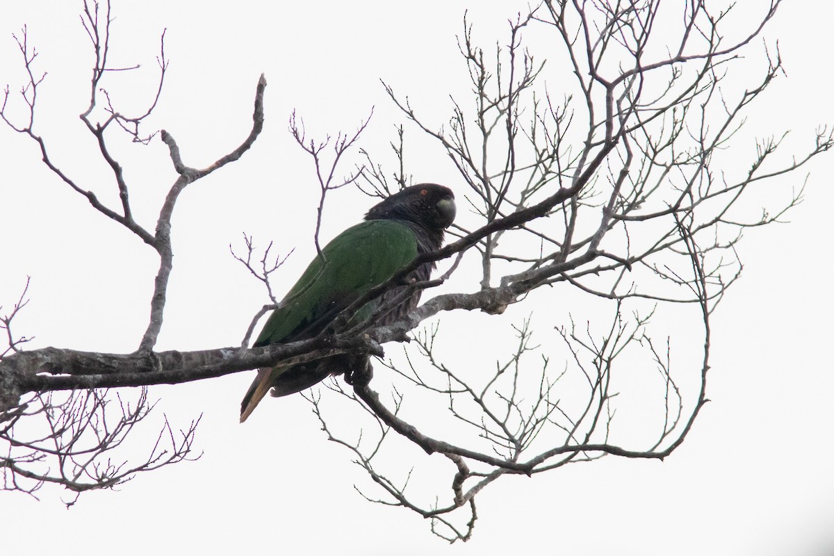 Imperial Parrot - ML611886956