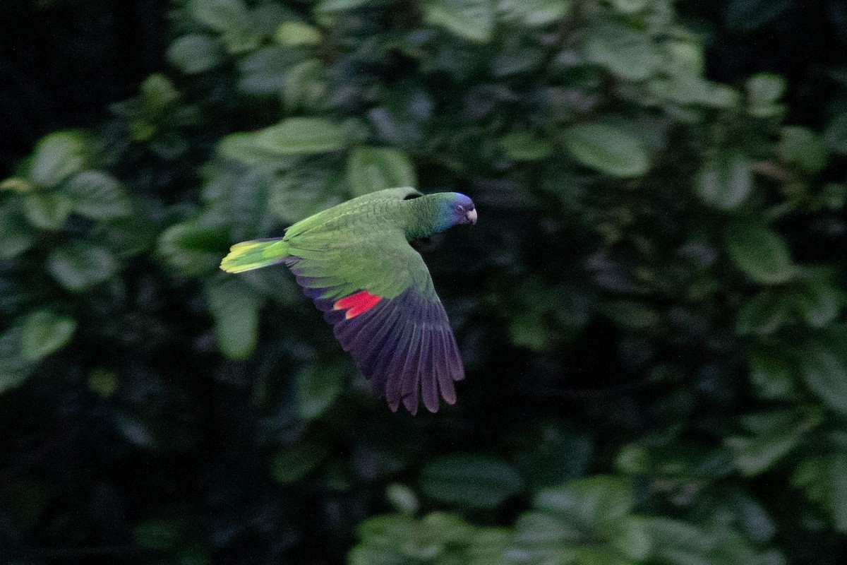 Red-necked Parrot - ML611886972