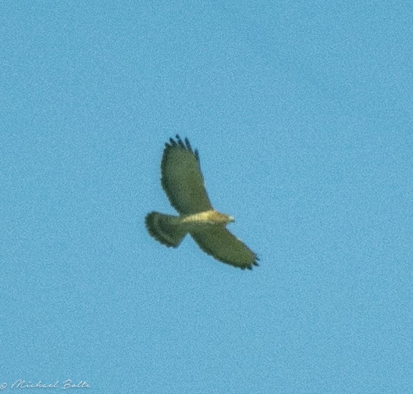 Broad-winged Hawk (Caribbean) - ML611887023
