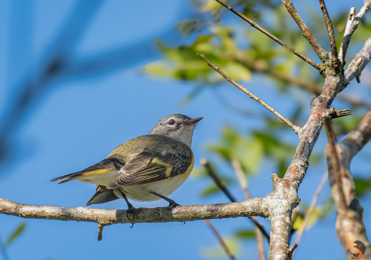 American Redstart - ML611887039