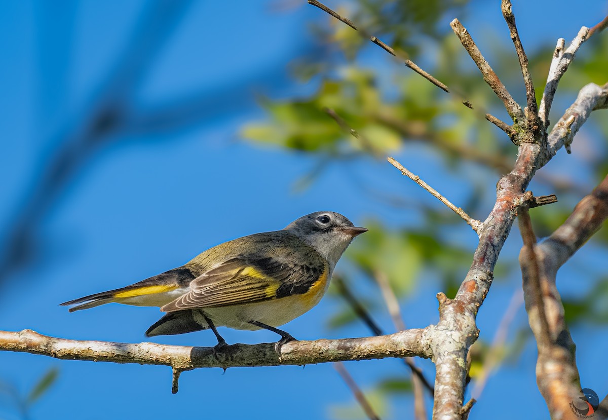 American Redstart - ML611887040