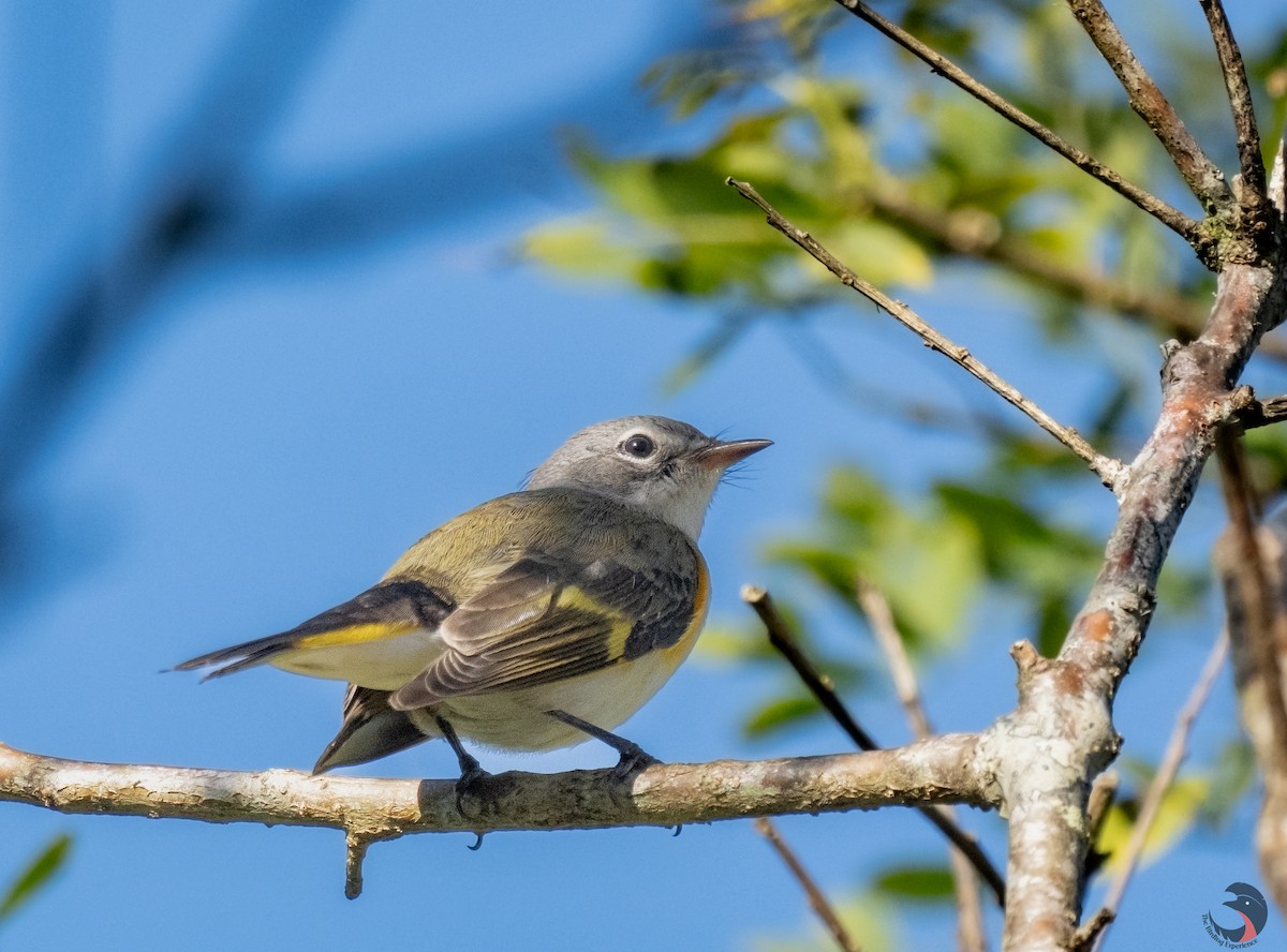 American Redstart - ML611887041