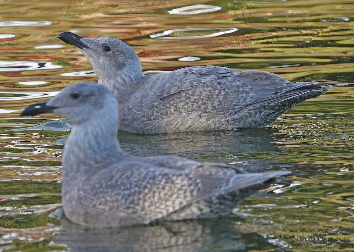 Glaucous-winged Gull - George Chapman
