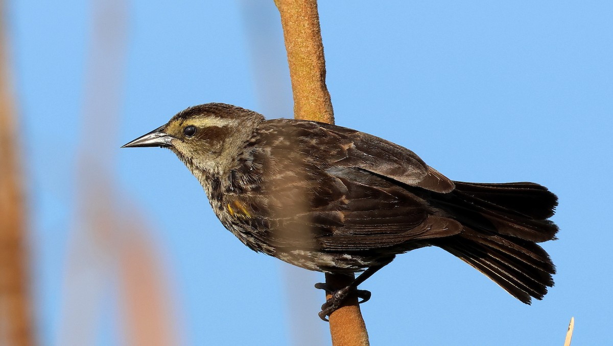 Yellow-winged Blackbird - Ricardo Battistino