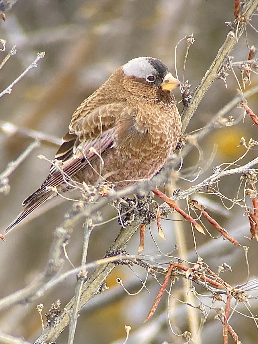 Gray-crowned Rosy-Finch - ML611887583