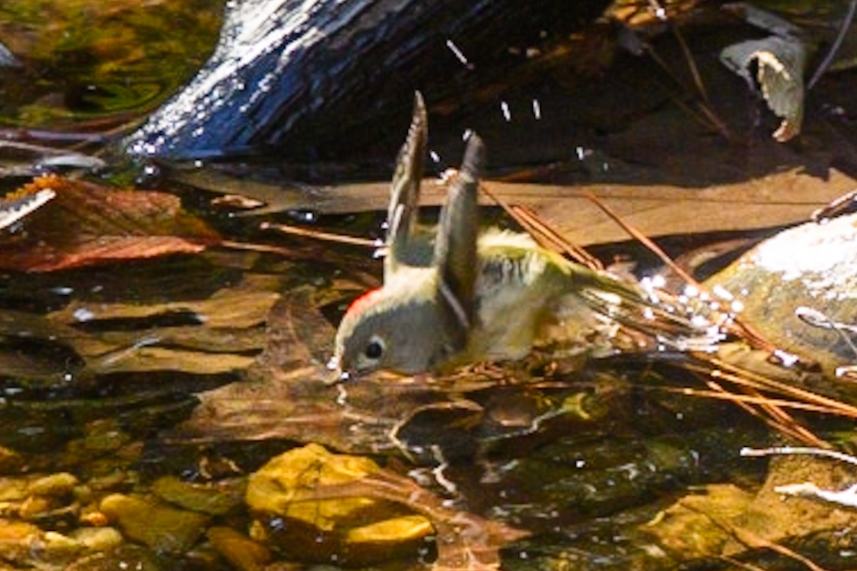 Ruby-crowned Kinglet - ML611887696