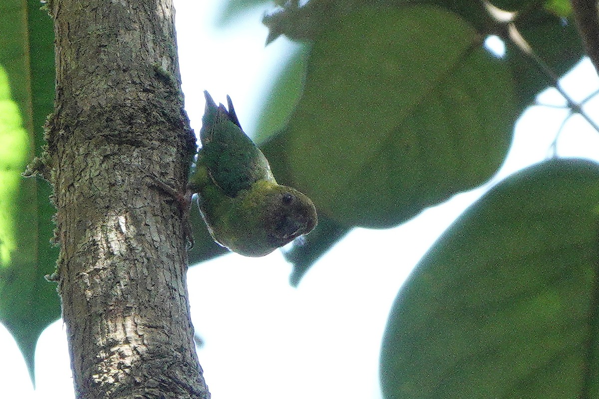 Yellow-capped Pygmy-Parrot - ML611887857