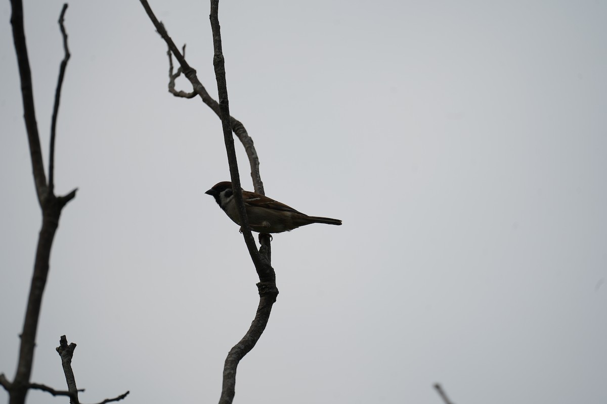 Eurasian Tree Sparrow - ML611887875