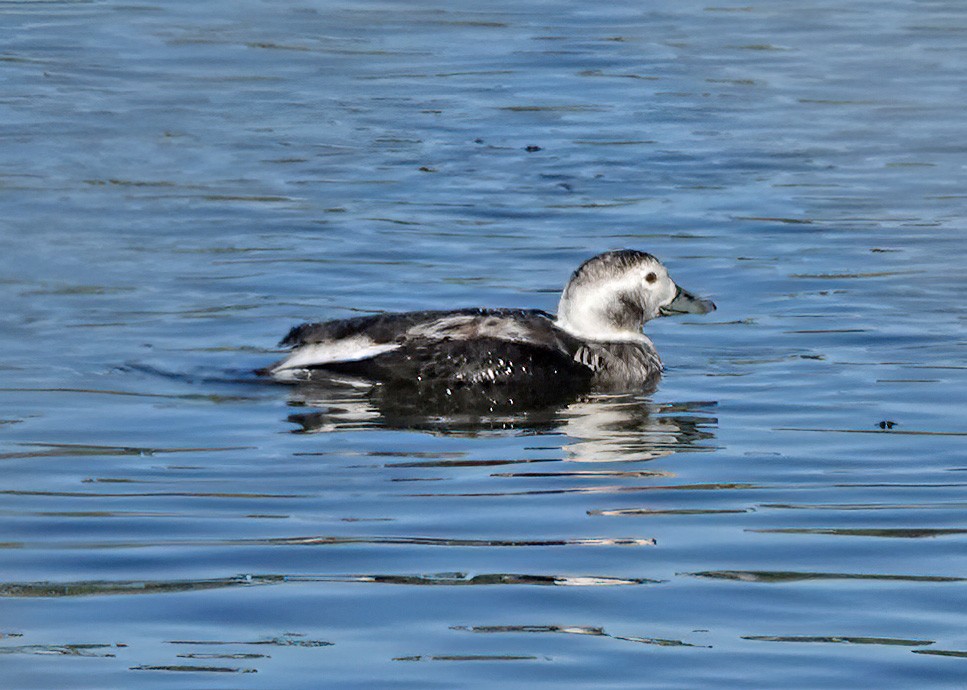 Long-tailed Duck - ML611888035