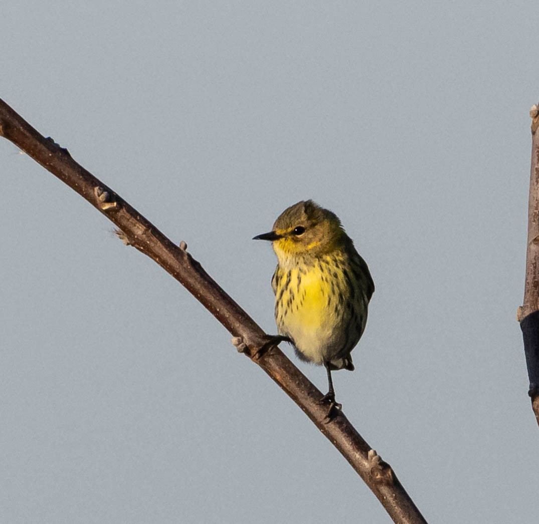 Cape May Warbler - ML611888066