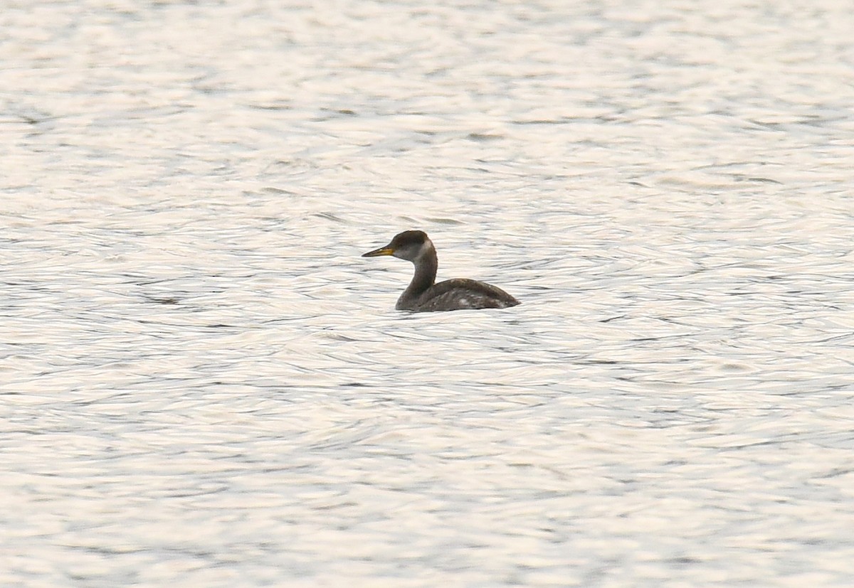 Red-necked Grebe - ML611888147