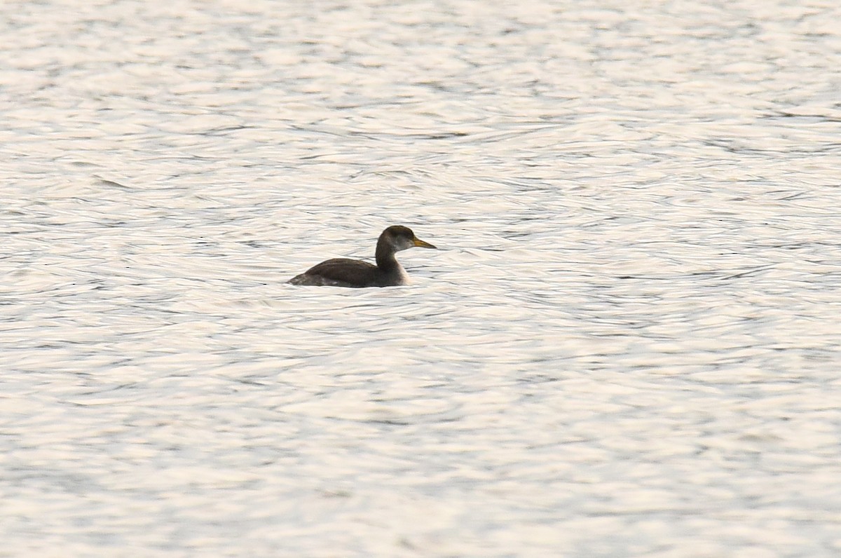 Red-necked Grebe - ML611888148