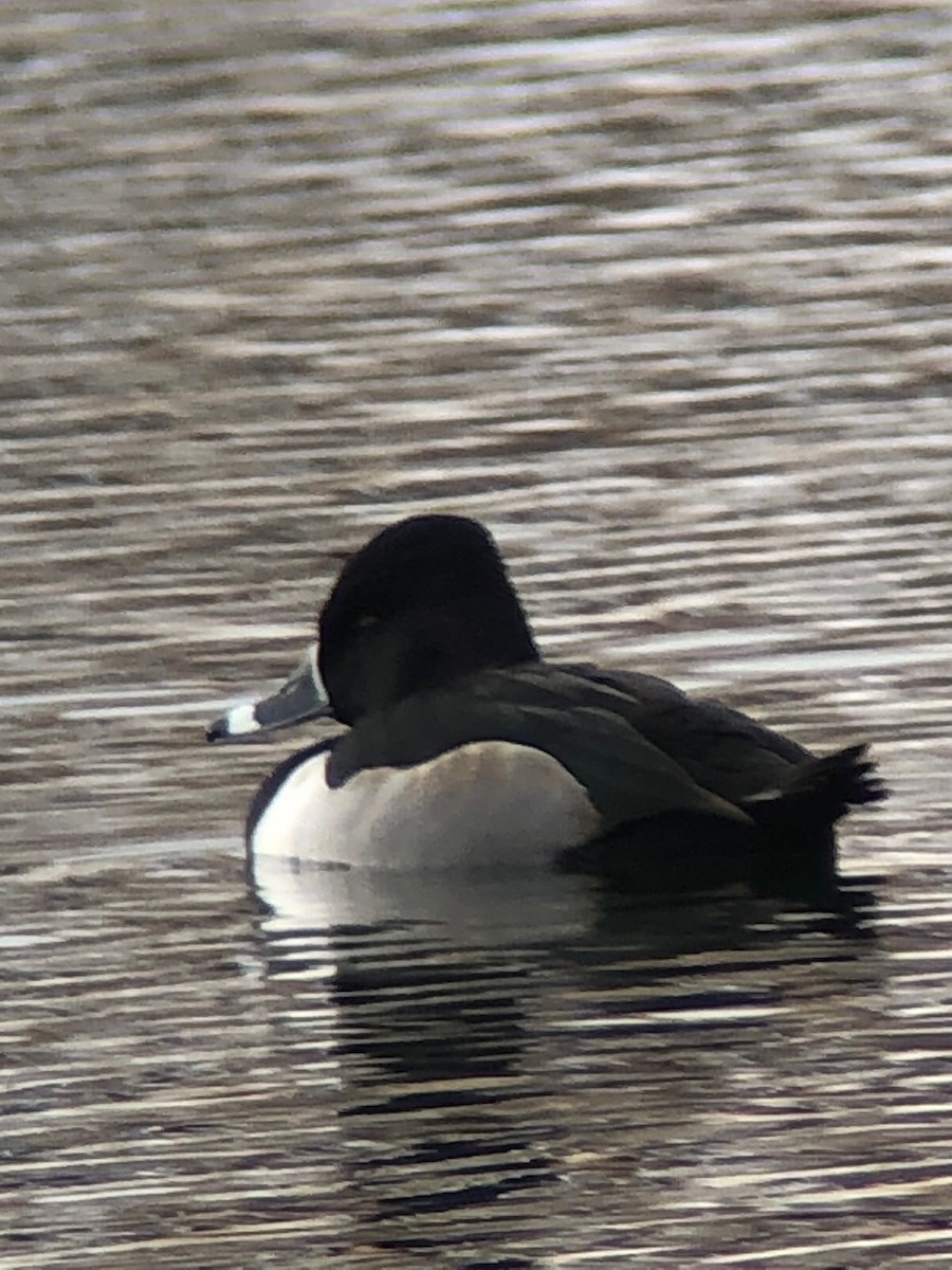 Ring-necked Duck - ML611888198