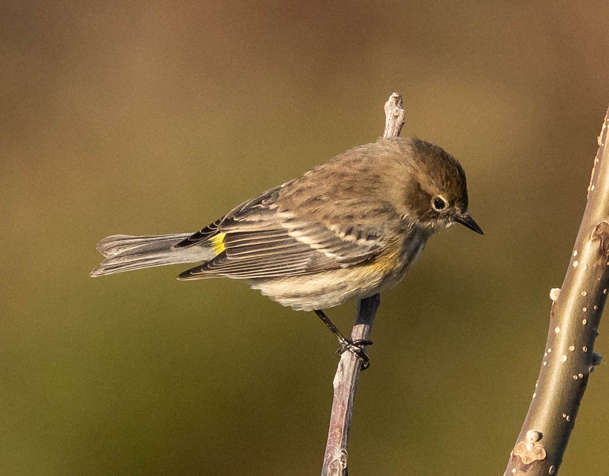 Yellow-rumped Warbler (Myrtle) - Scott Surner