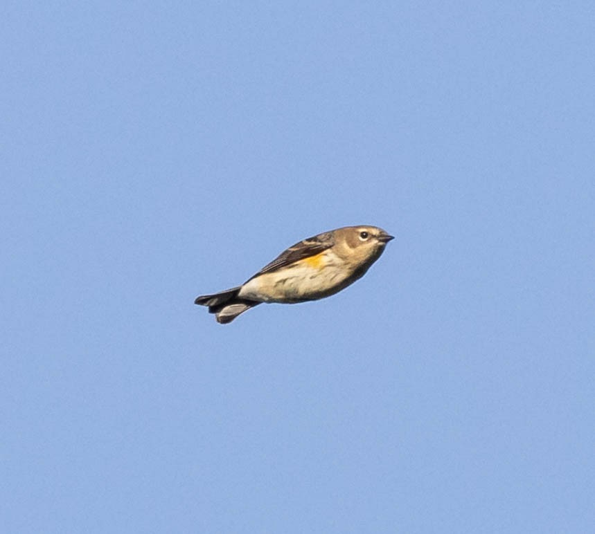 Yellow-rumped Warbler (Myrtle) - ML611888258