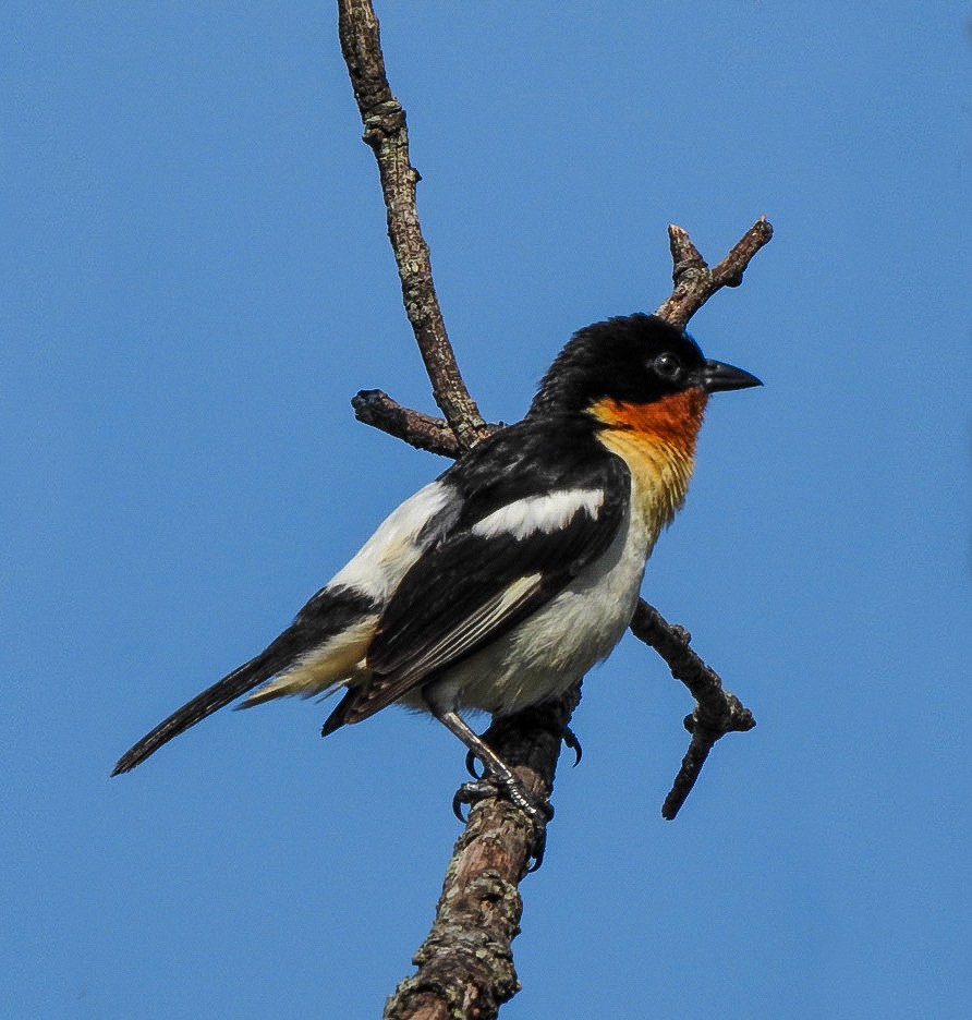 White-rumped Tanager - ML611888389