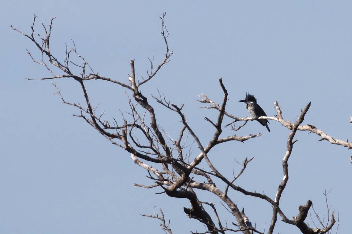 Belted Kingfisher - ML611888706
