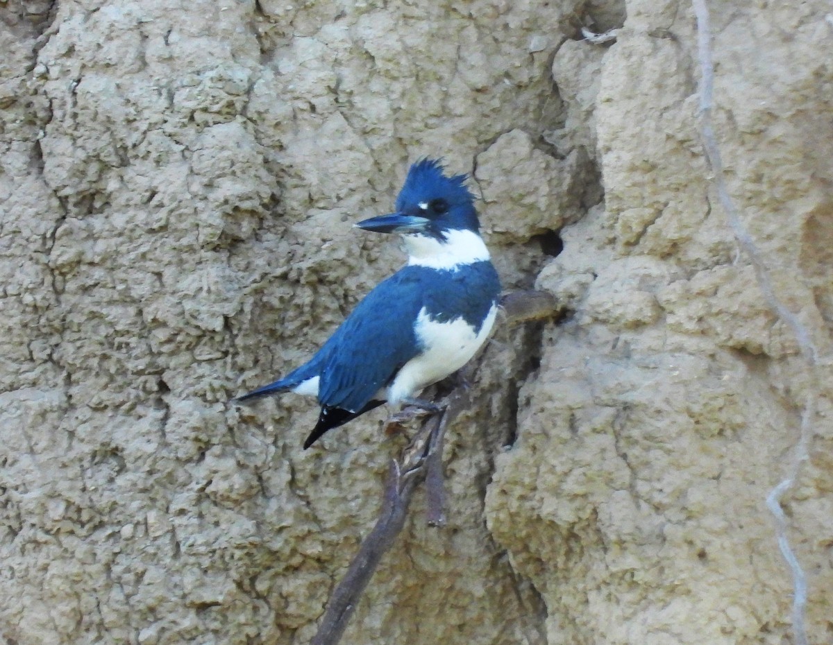 Belted Kingfisher - ML611888950