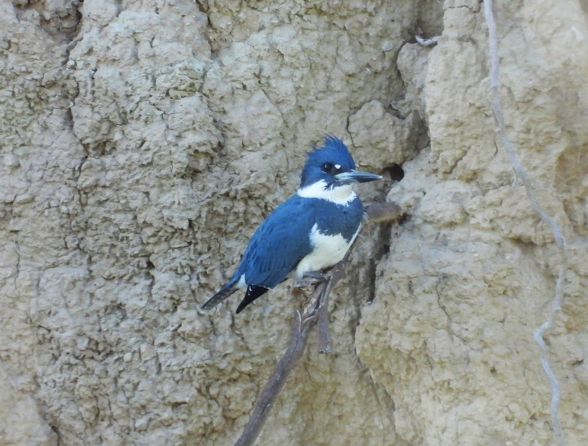 Belted Kingfisher - ML611888951