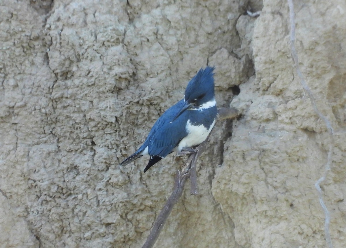 Belted Kingfisher - ML611888953