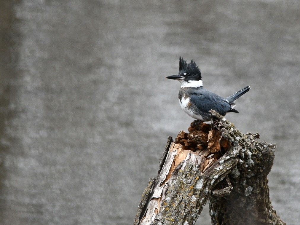 Belted Kingfisher - ML611889080
