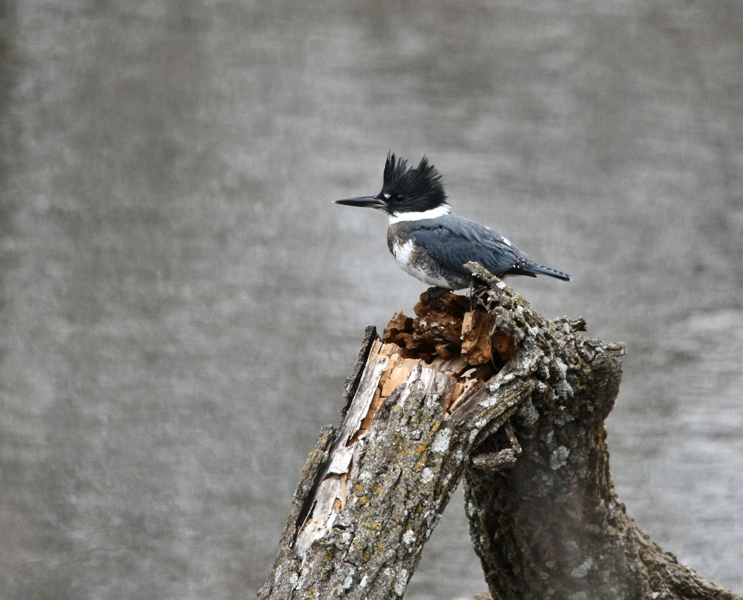 Belted Kingfisher - ML611889081