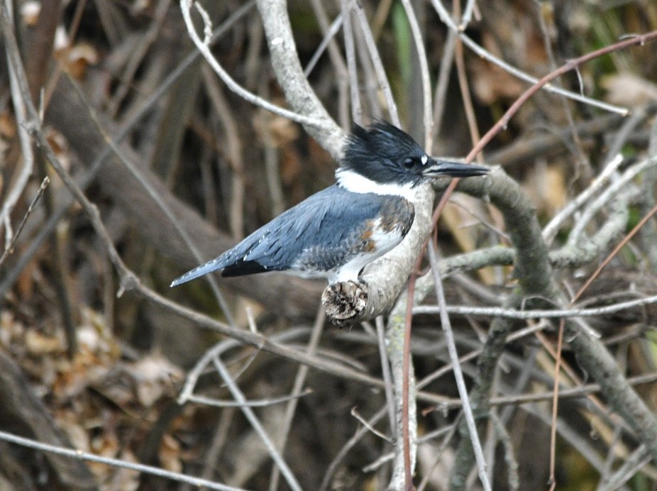 Belted Kingfisher - ML611889082