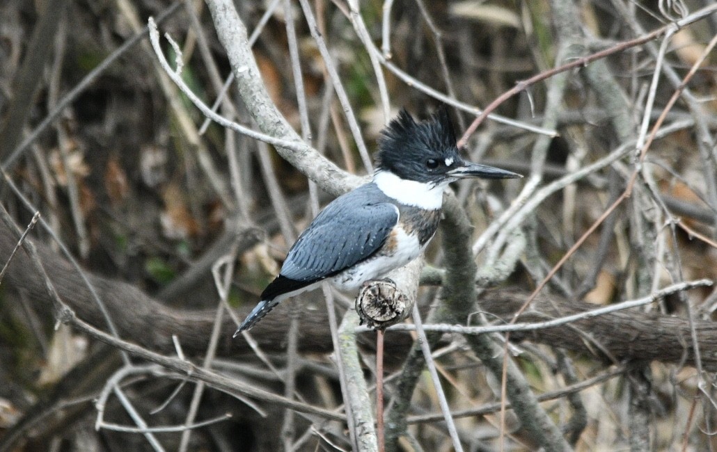 Belted Kingfisher - ML611889083