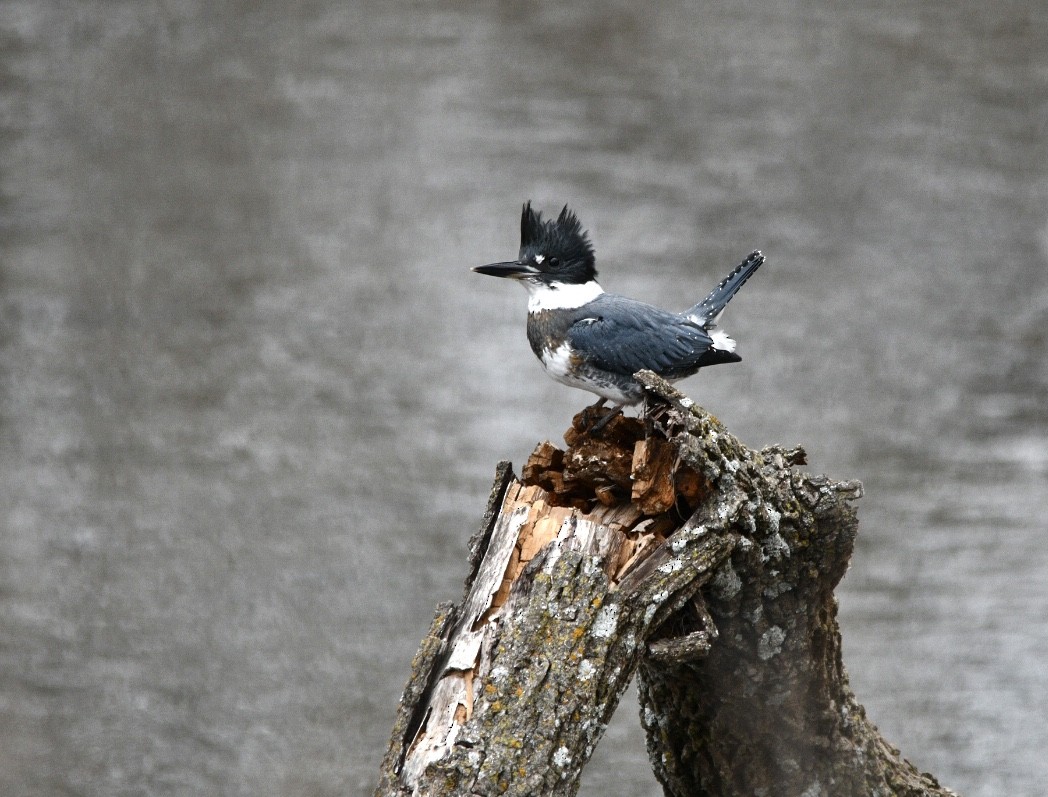 Belted Kingfisher - ML611889084
