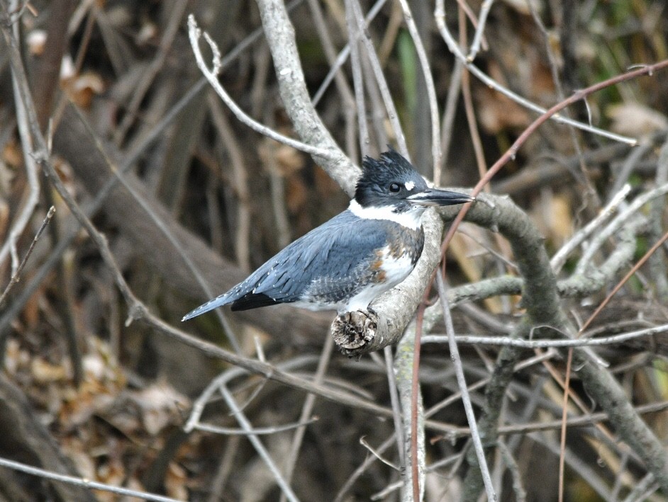 Belted Kingfisher - ML611889085