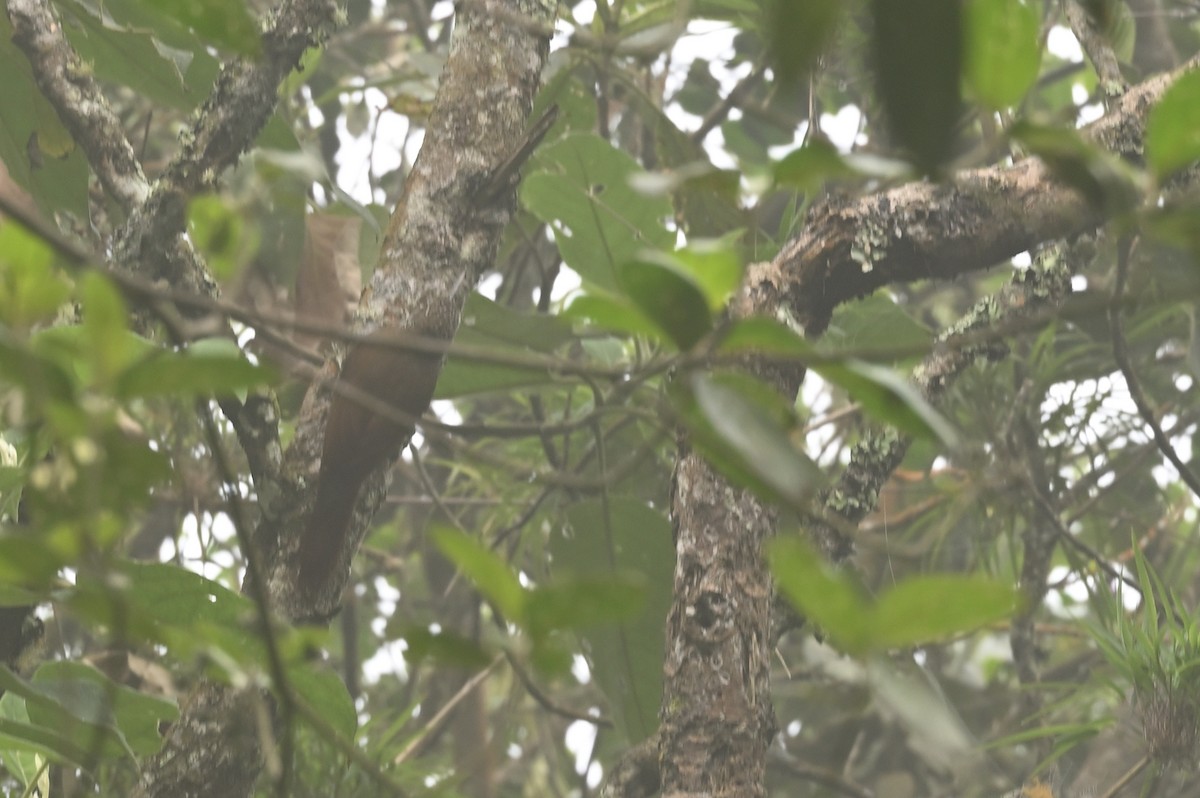Montane Woodcreeper - ML611889338